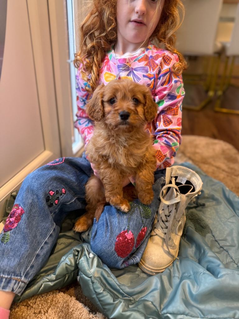 ❤️Red Cavapoo ❤️