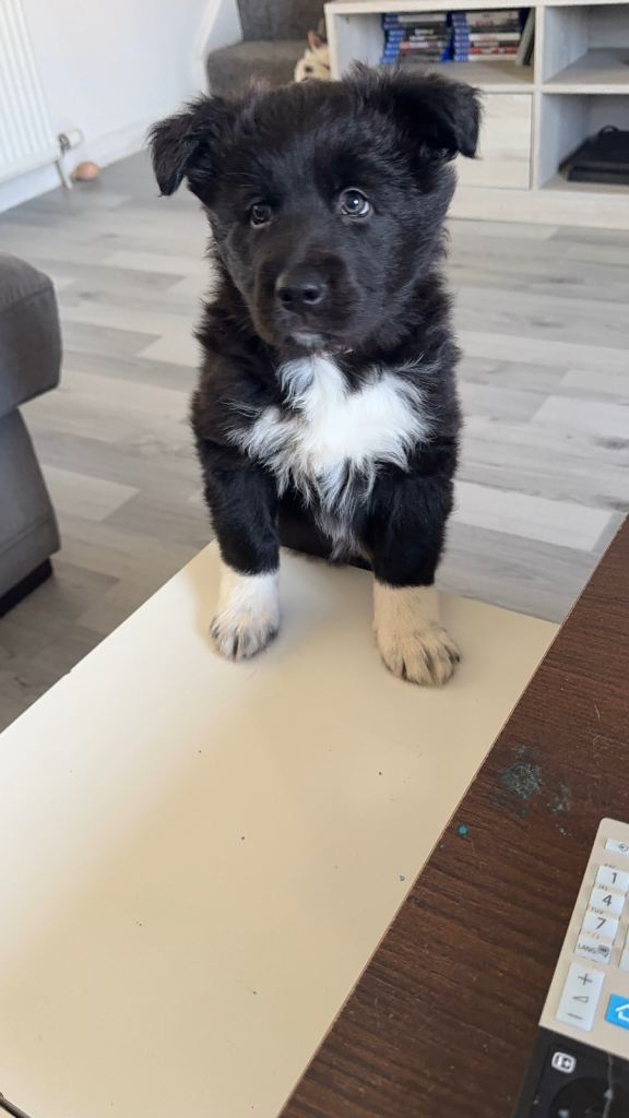 German shepherd/border collie female puppy 