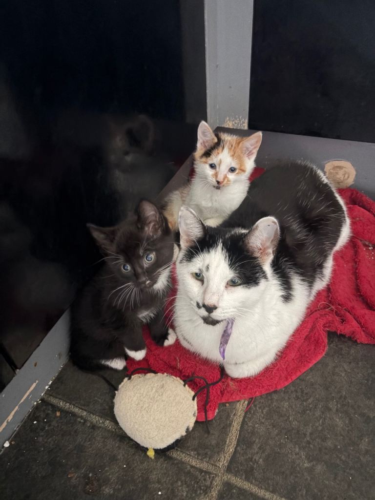 5 Beautiful Kittens 