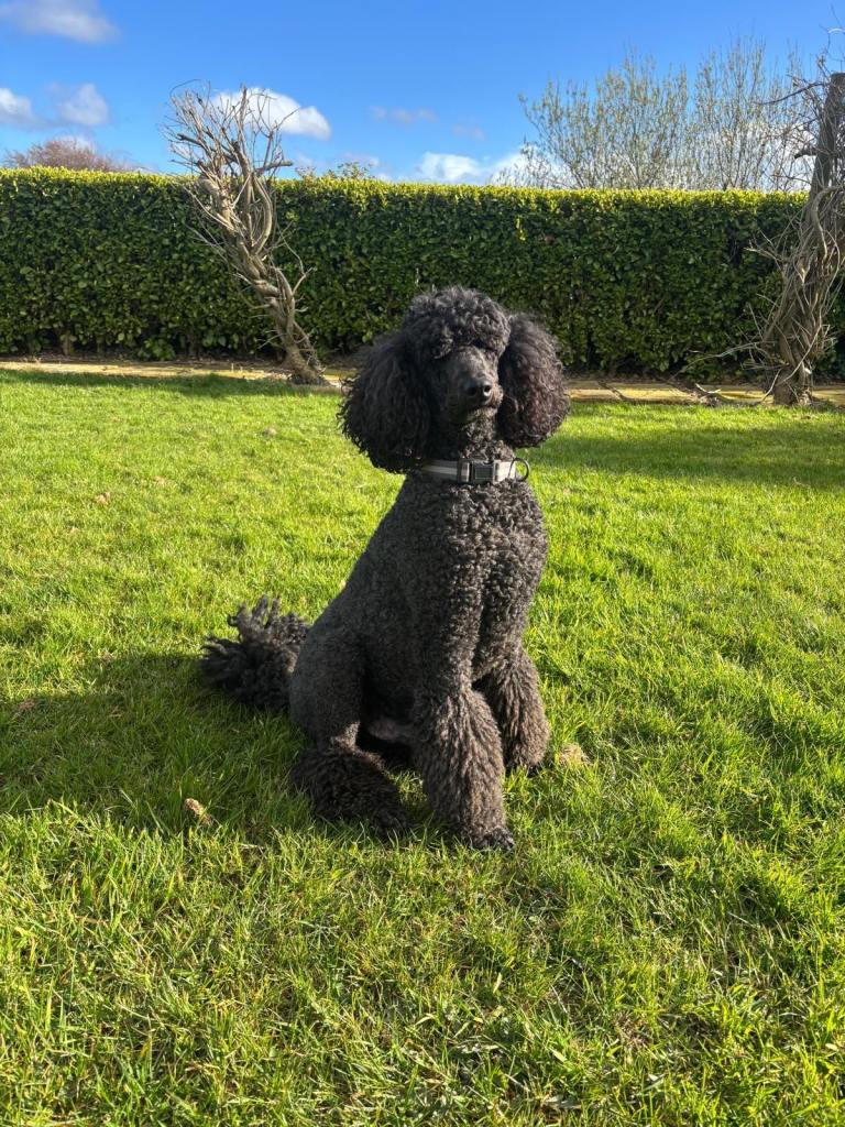 Beautiful Standard Poodle 🐩 