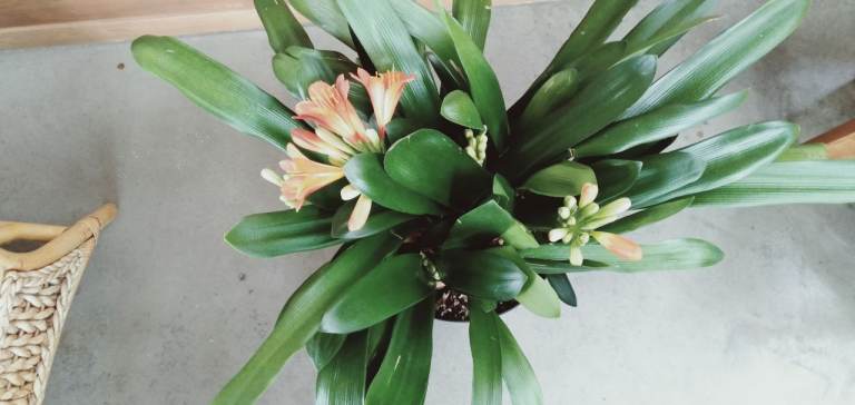 Clivia miniata for sale