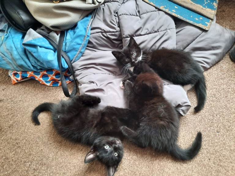 Beautiful black tabbys males 