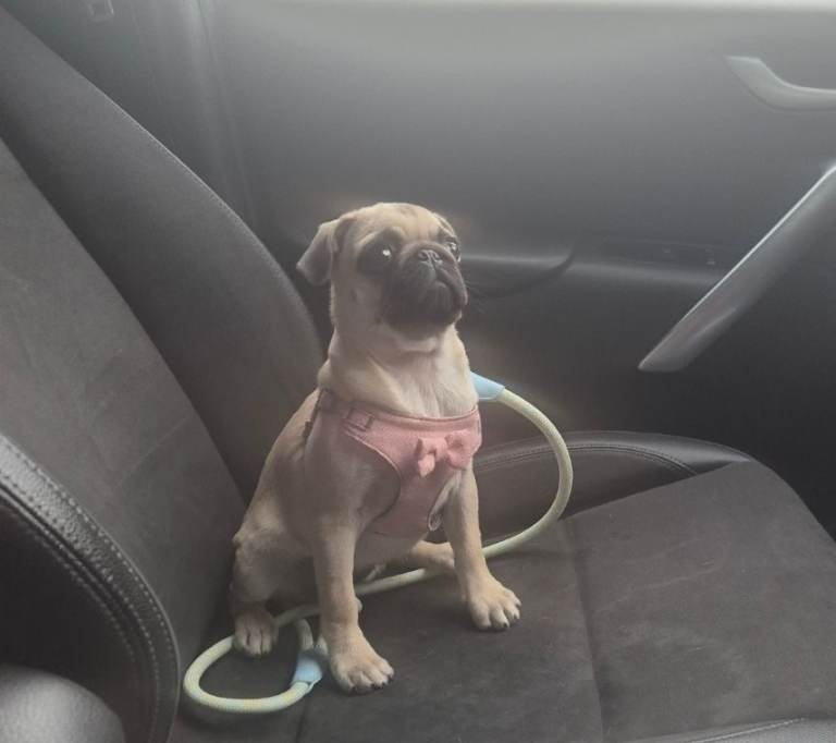 Pug puppy 8 month old