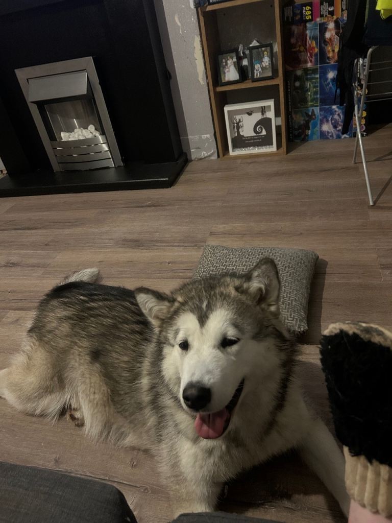 Dog for sale