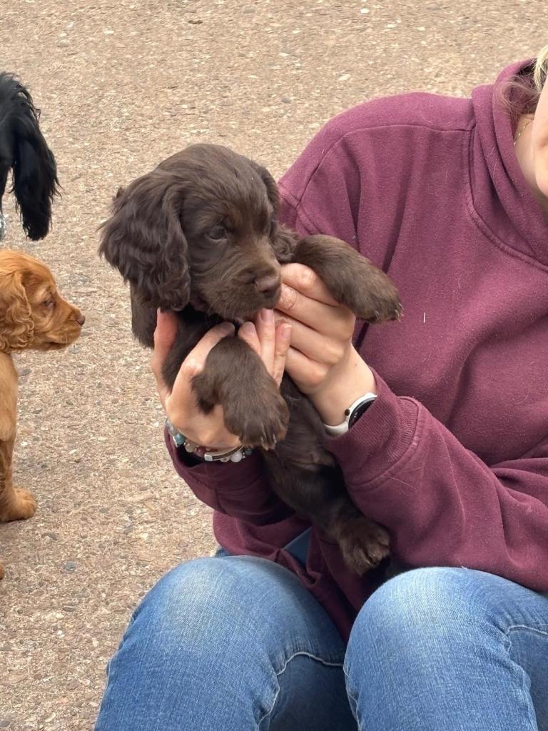 Gorgeous cocker spaniel puppies for sale