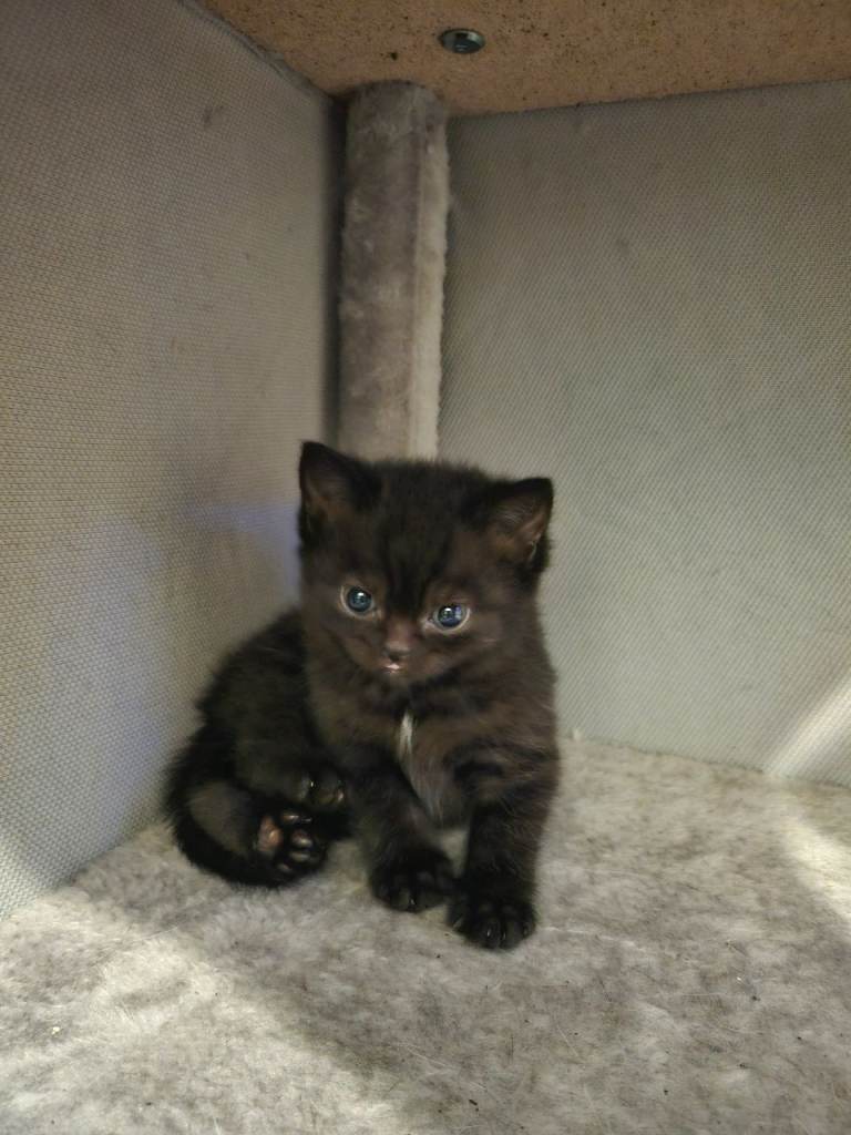 Black Kitten available