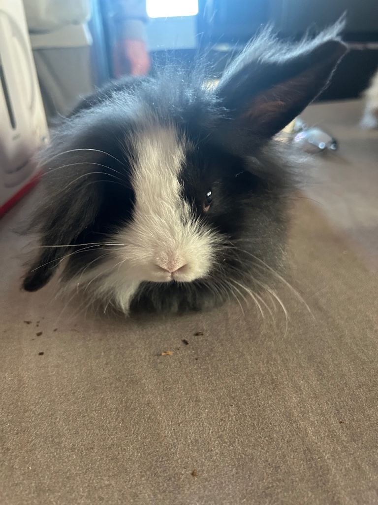 Fluffy bunny’s Double Mained lion mimi lops 