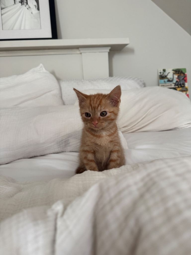 precious little ginger tabby kitten  