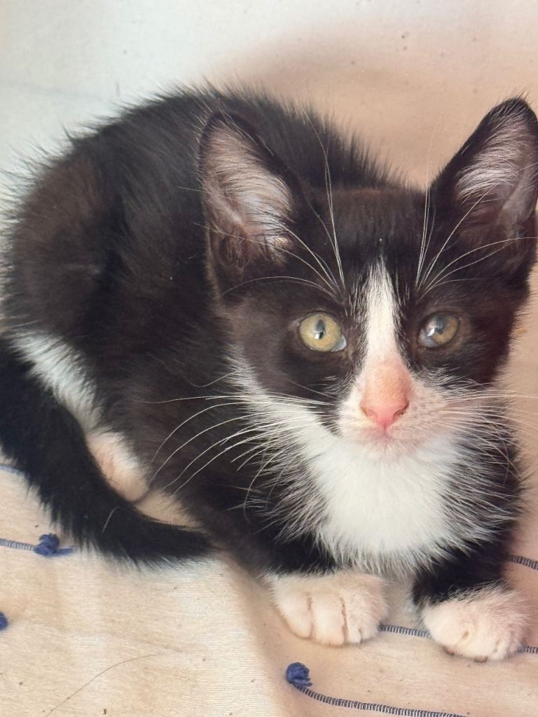 Kittens for sale