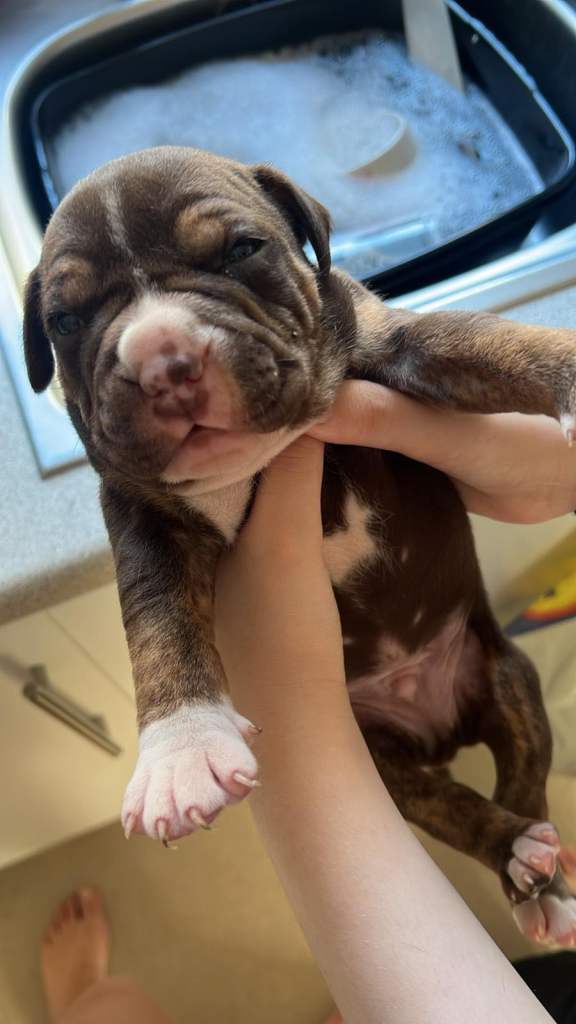 American pocket bully 