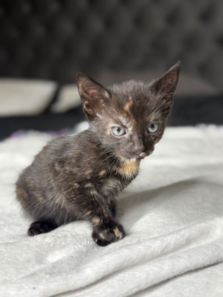 Adorable British shorthair x tabby kittens
