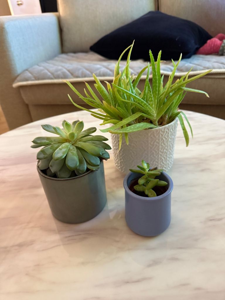 Houseplant bundle plants