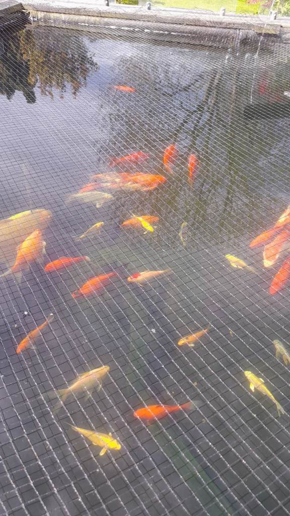 Outside fish for sale 