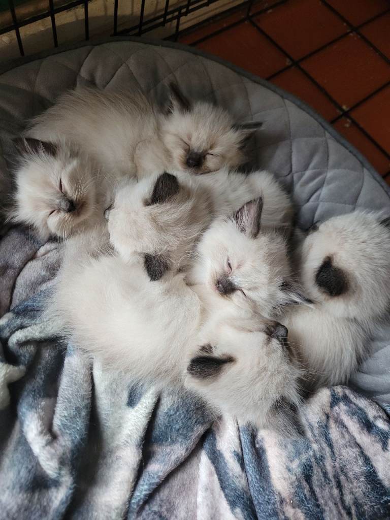 Ragdoll 😸 kittens. Ready to go to there new homes.