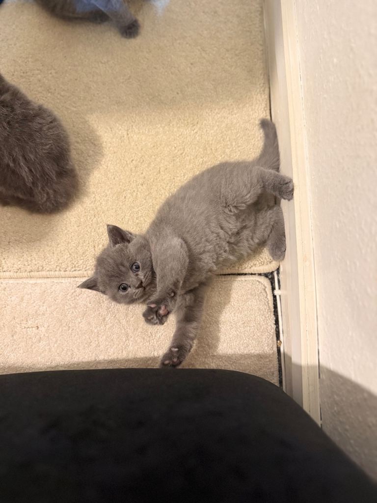 Kitten / Cat/BSH 