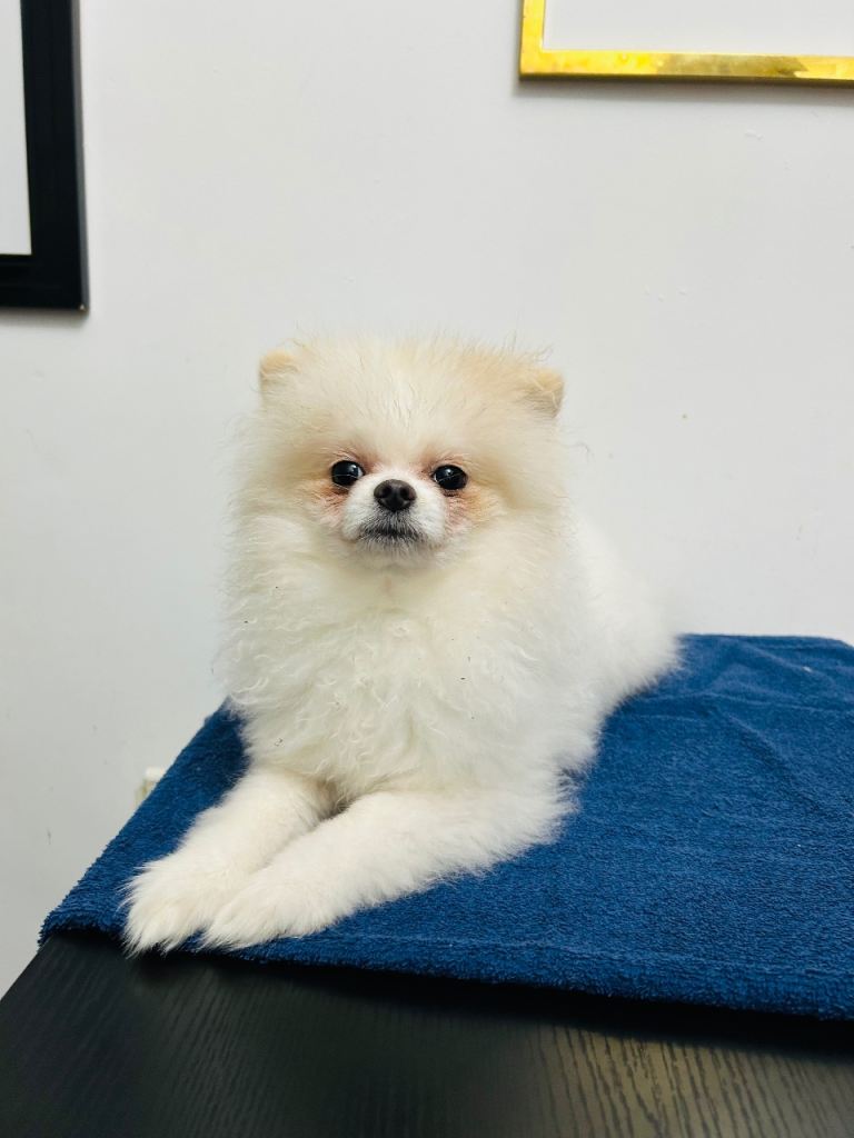 Pomeranian Female