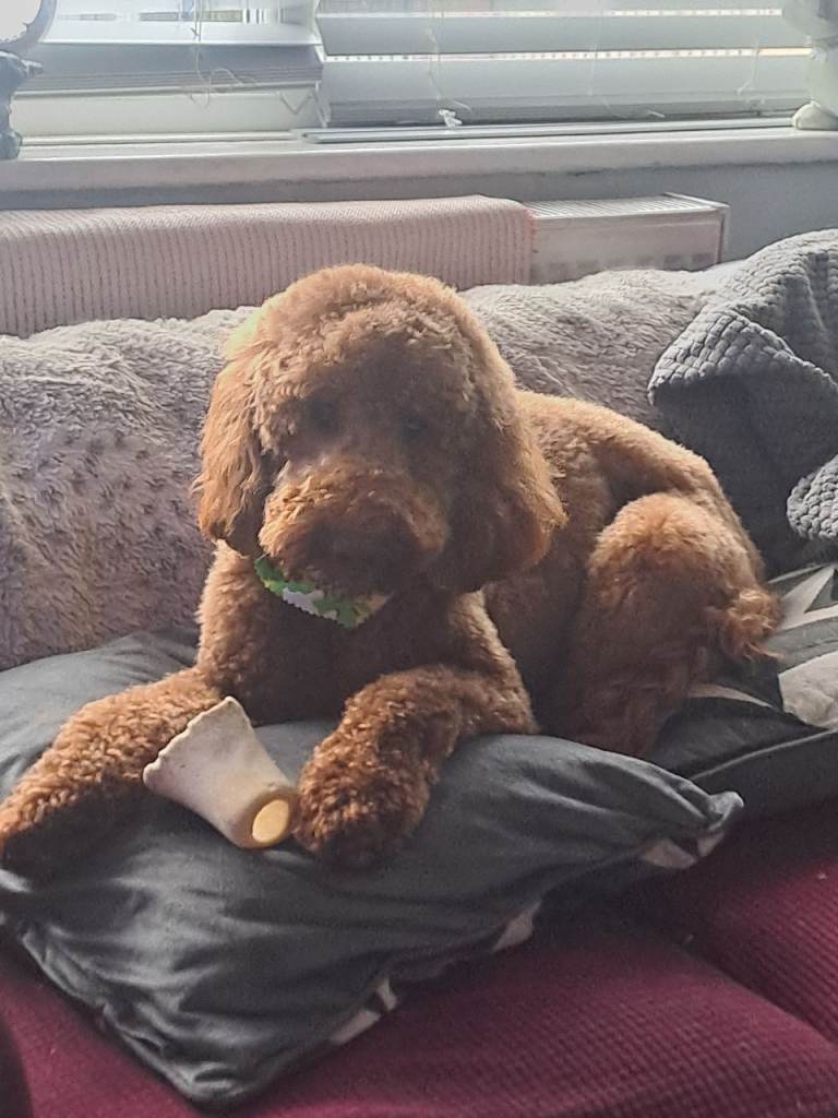 Cockerpoo young male