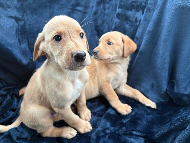 Labrador puppies