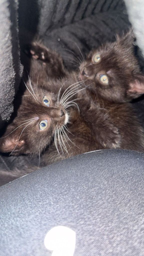 Kittens for sale to a good home tonkinese/cross ❤️