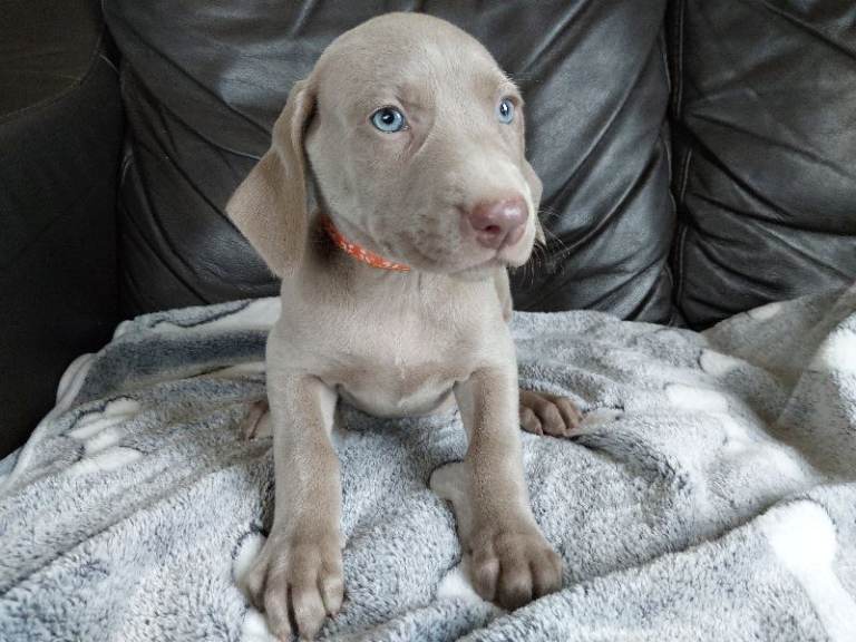 Last KC registered Weimaraner girl