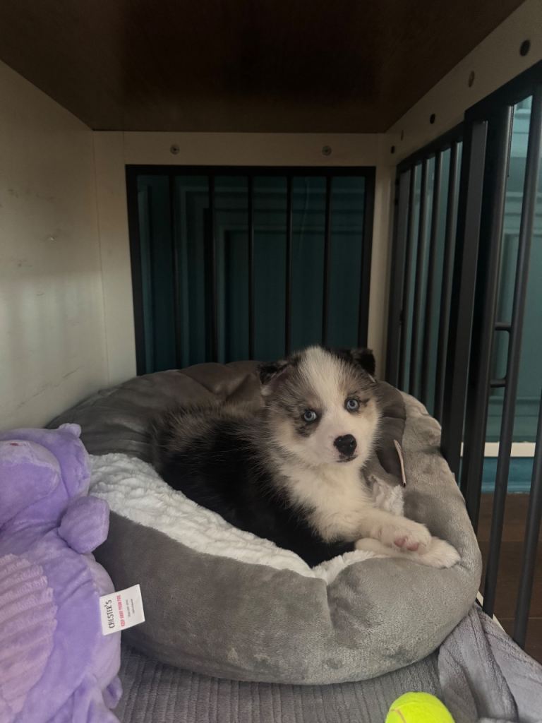 10 week old pomsky puppy