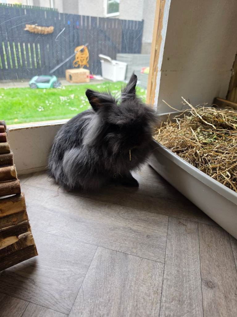Male Lionhead rabbit