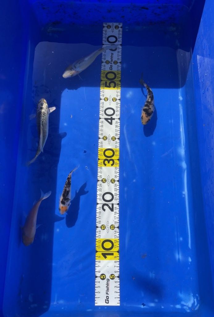 Koi fish pond fish & tropical fish available plecos 