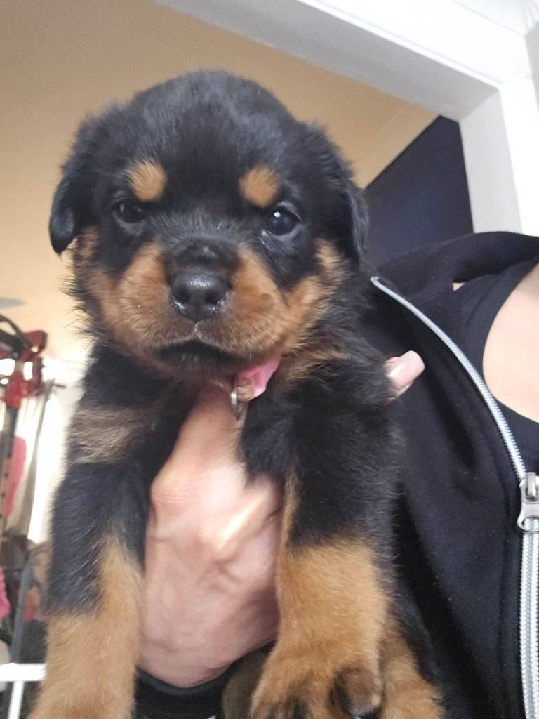 Pure Bred Rottweiler Puppies 
