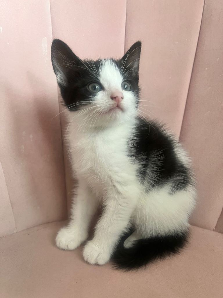 Kittens 