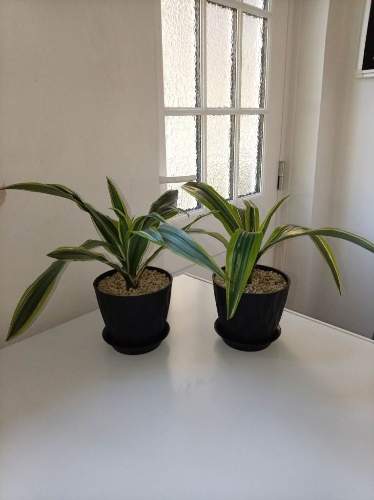 2x Dracena fragans plants