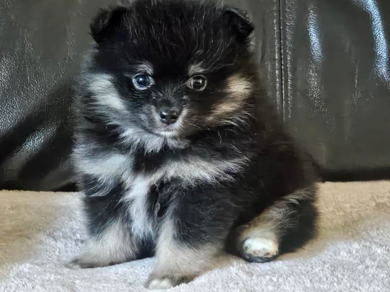 1 pomeranian baby boy