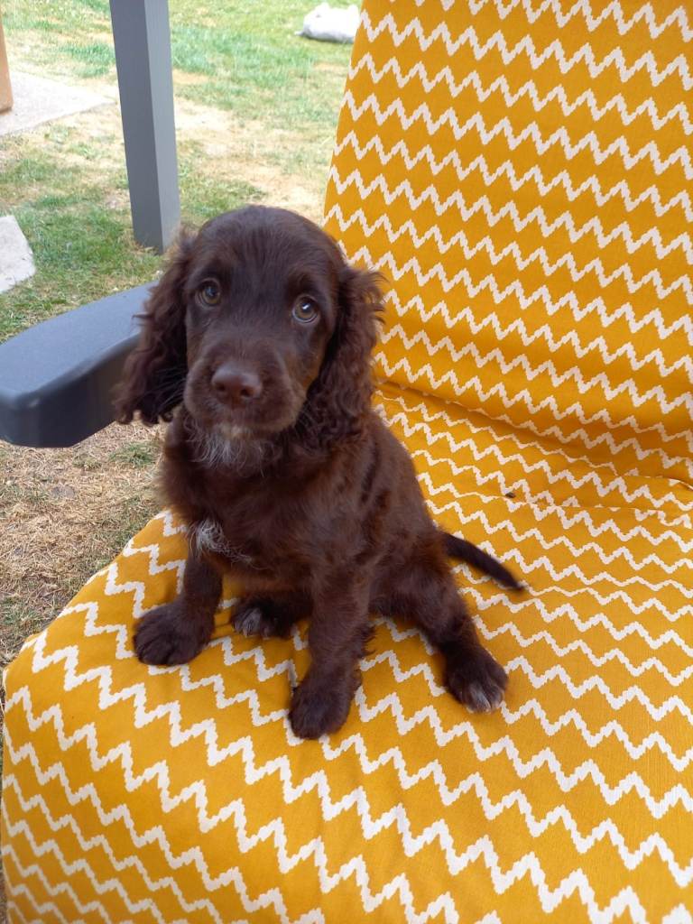 Cockapoo puppies