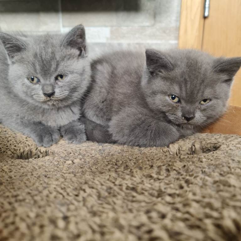 British shorthair 