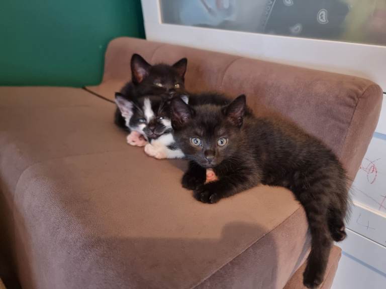 Kittens 
