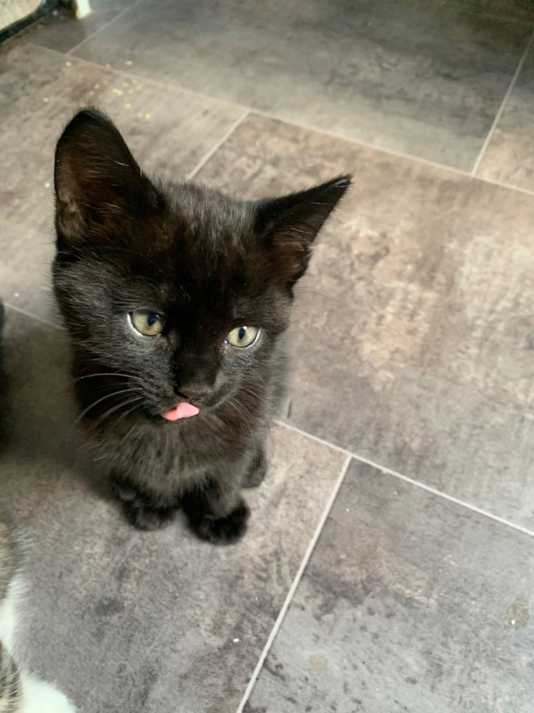 Kittens 