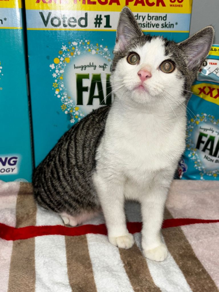 Exotic cats only 2 left