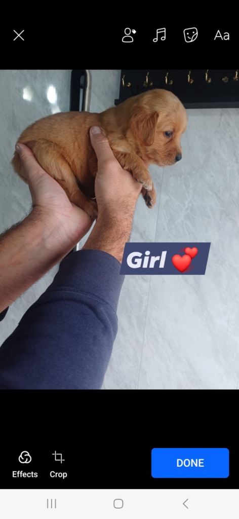 golden retriever READY TO LEAVE NOW