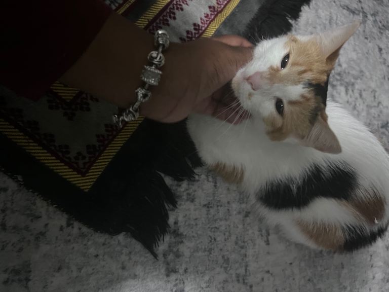 Calico Cat For Sale 