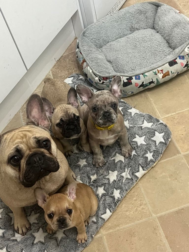 French bulldog puppies 