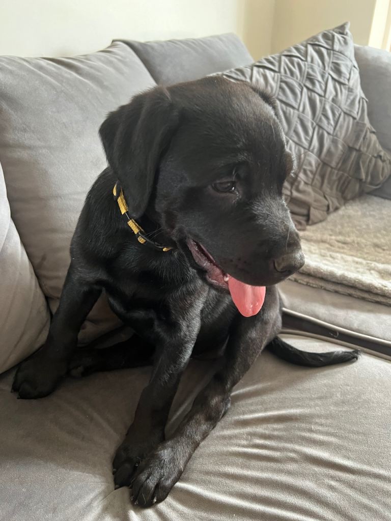 Rottweiler x Labrador Puppies