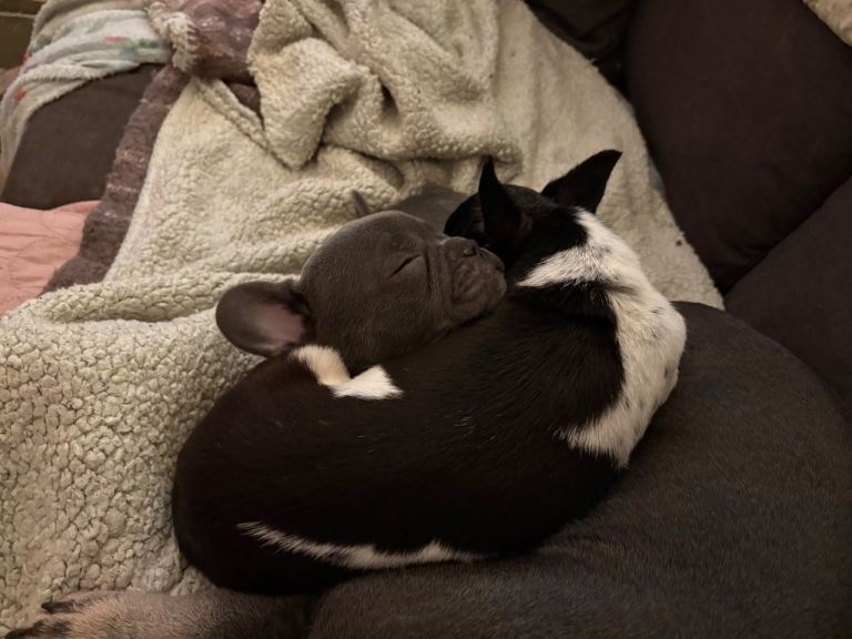 1 tiny blue french bulldog girl left ready to go