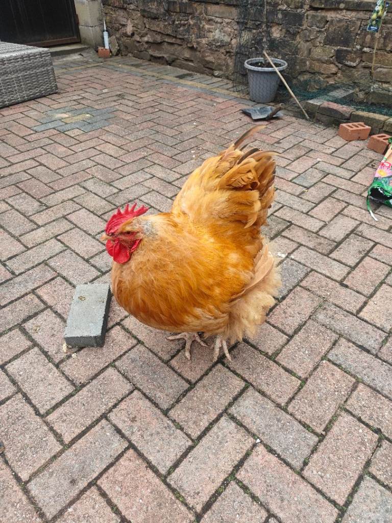 Buff Orpington female and male for sale 