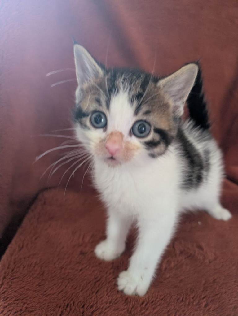 2 beautiful Turkish van crosses 