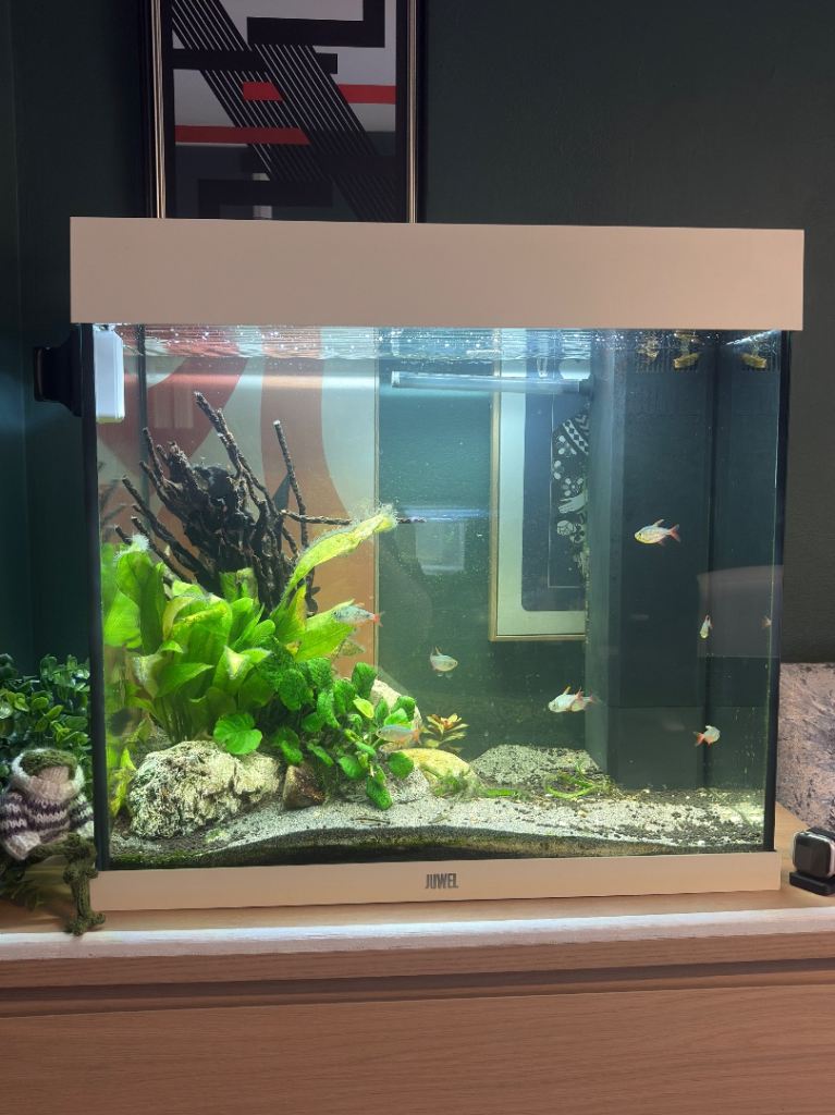 Fish tank with fish and accessories included 
