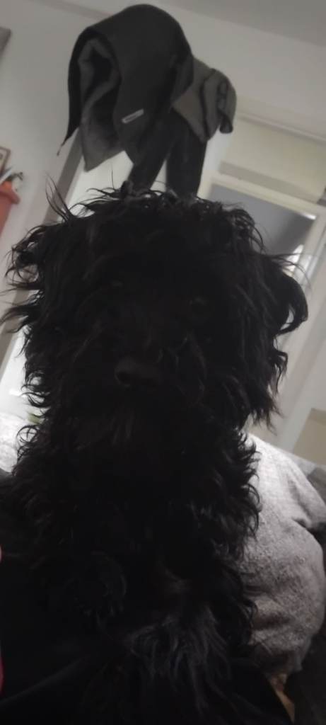 7 month old Yorkiepoo