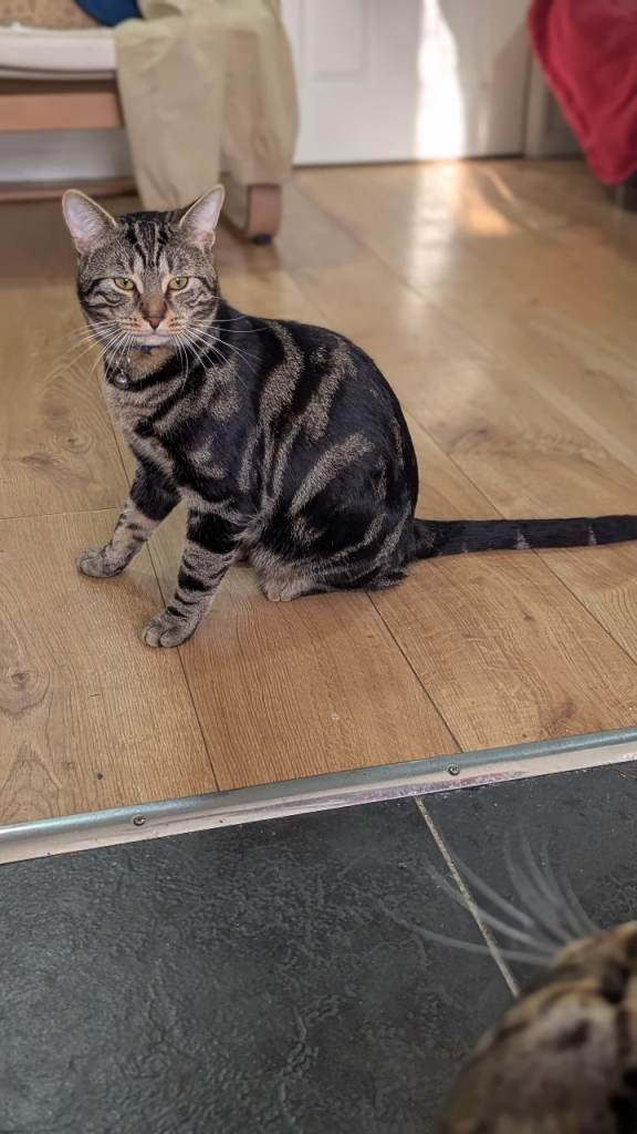 Male Tabby 