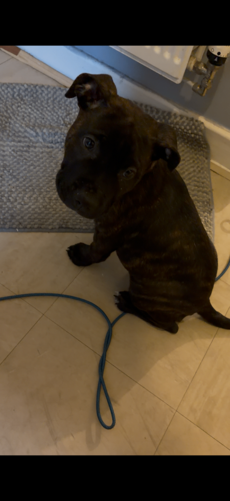 staffy puppy