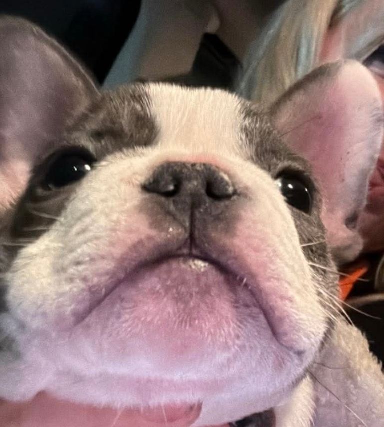 10 week old Kc reg puppy 