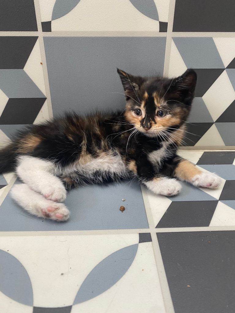 calico and white female kitten looking for a new home