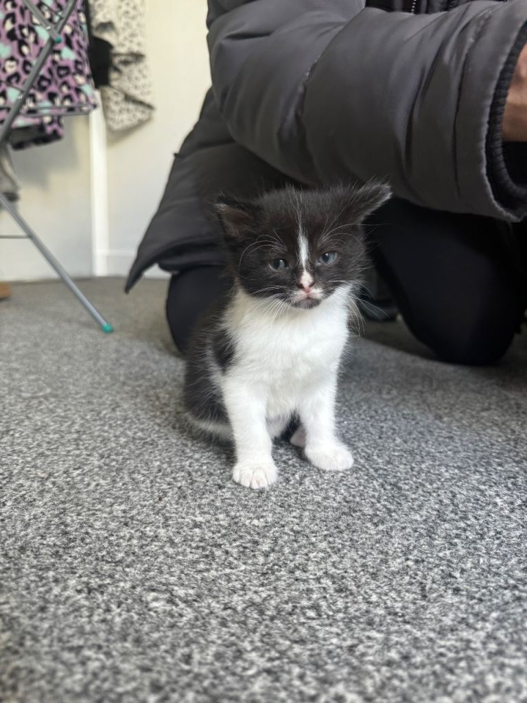 Kittens 